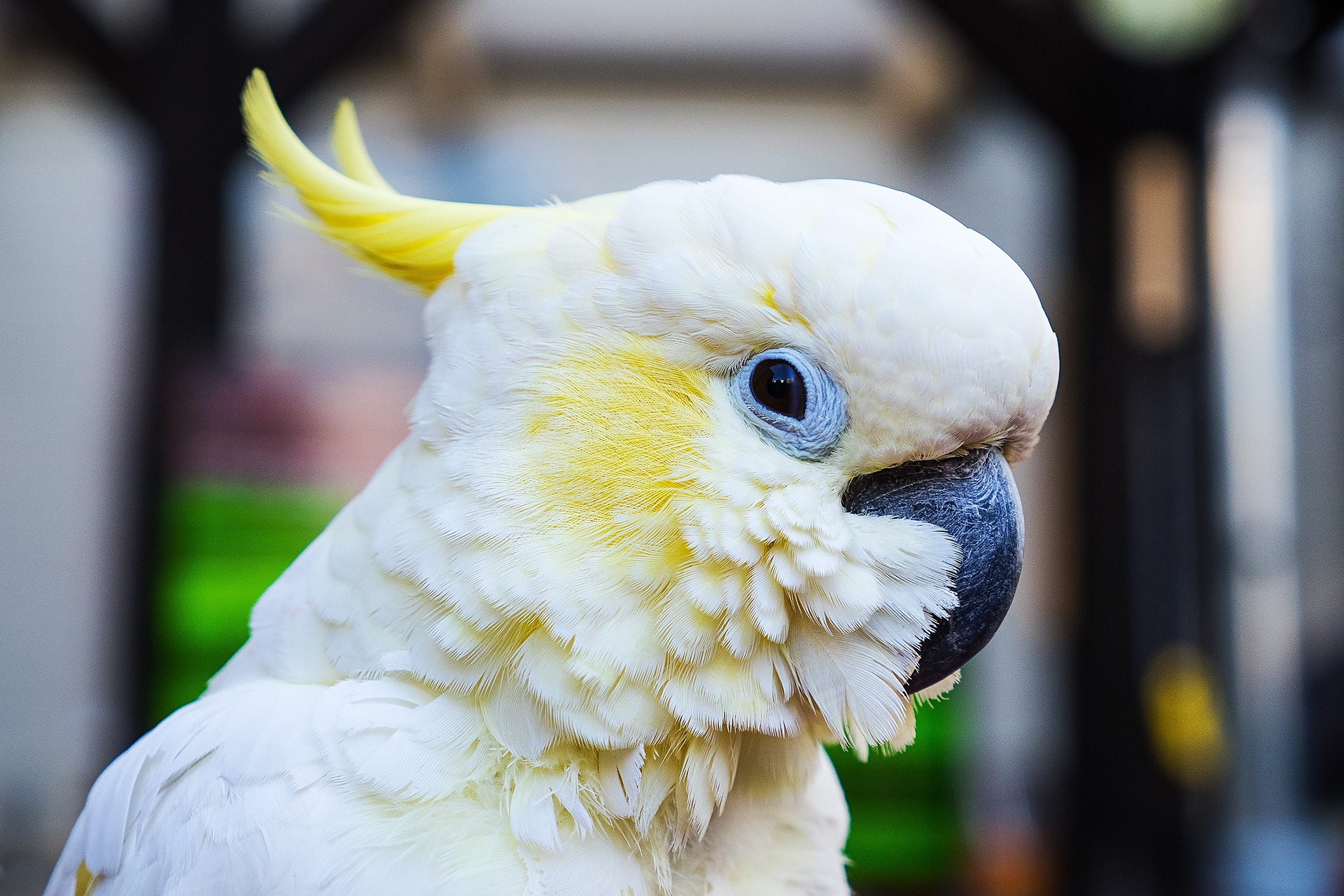 Welcome to Cheeky Cockatoo!